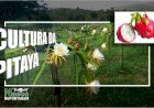 Cultura da Pitaya