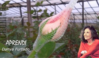 Aprendi - Crônica de Dahya Furtado